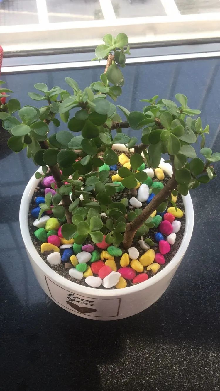 多肉新年寄语,养多肉七八年用心沉淀静待花开