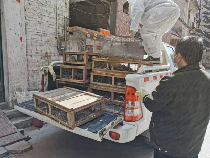 小青龙有多大150克,小青龙有多厉害