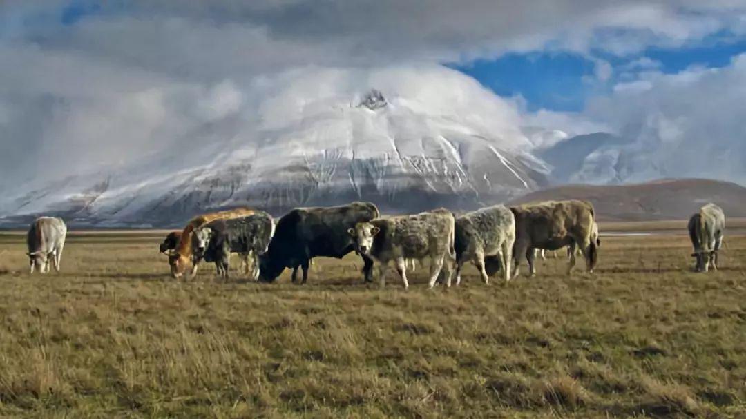 羊驼奶粉真的有效吗,羊驼奶粉有什么用