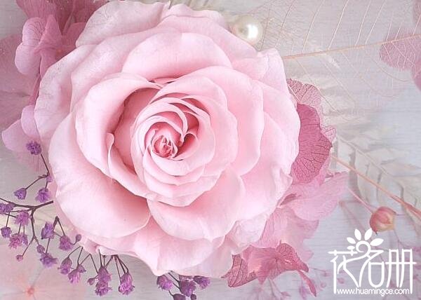 永生花有哪些,永生花是通过什么工艺永远不凋谢
