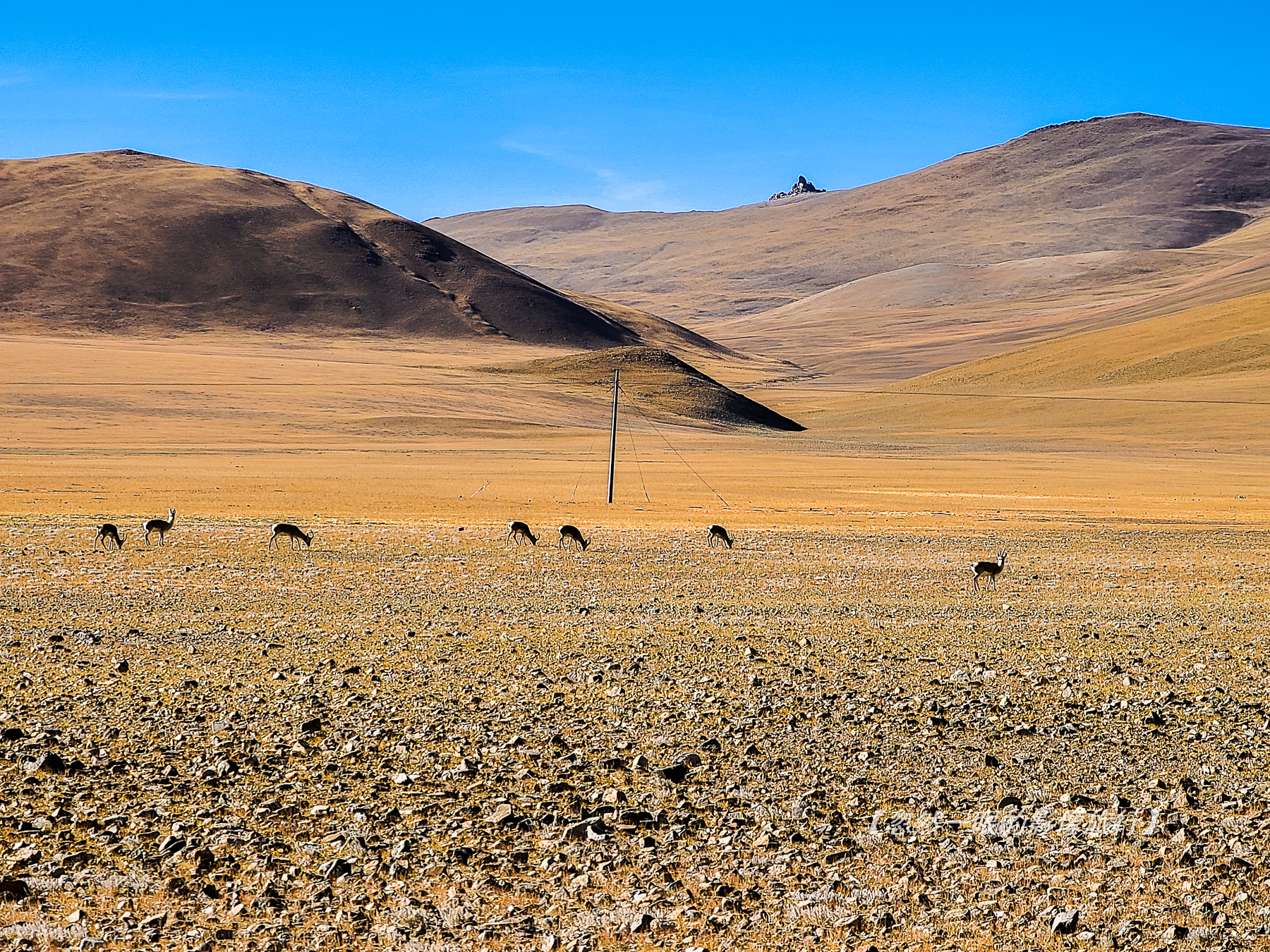 阿里无人区野狼出没,阿里无人区狐狸