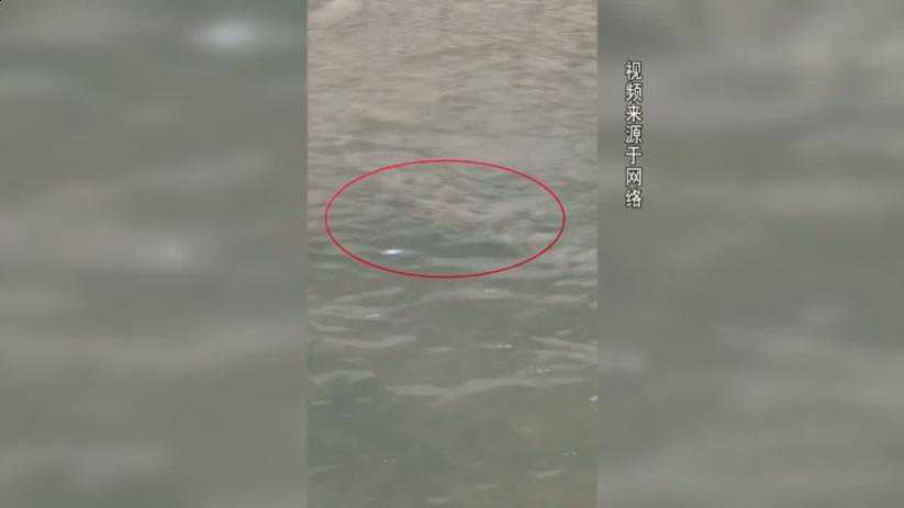 人工湖放生鳄鱼,京娘湖鳄鱼事件原视频