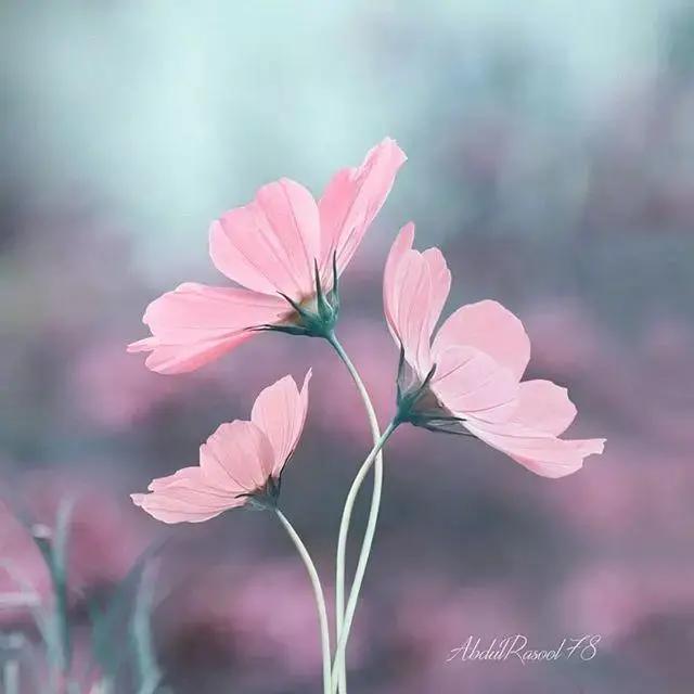 陶行知教育名篇作者,陶行知教育名篇读书分享会