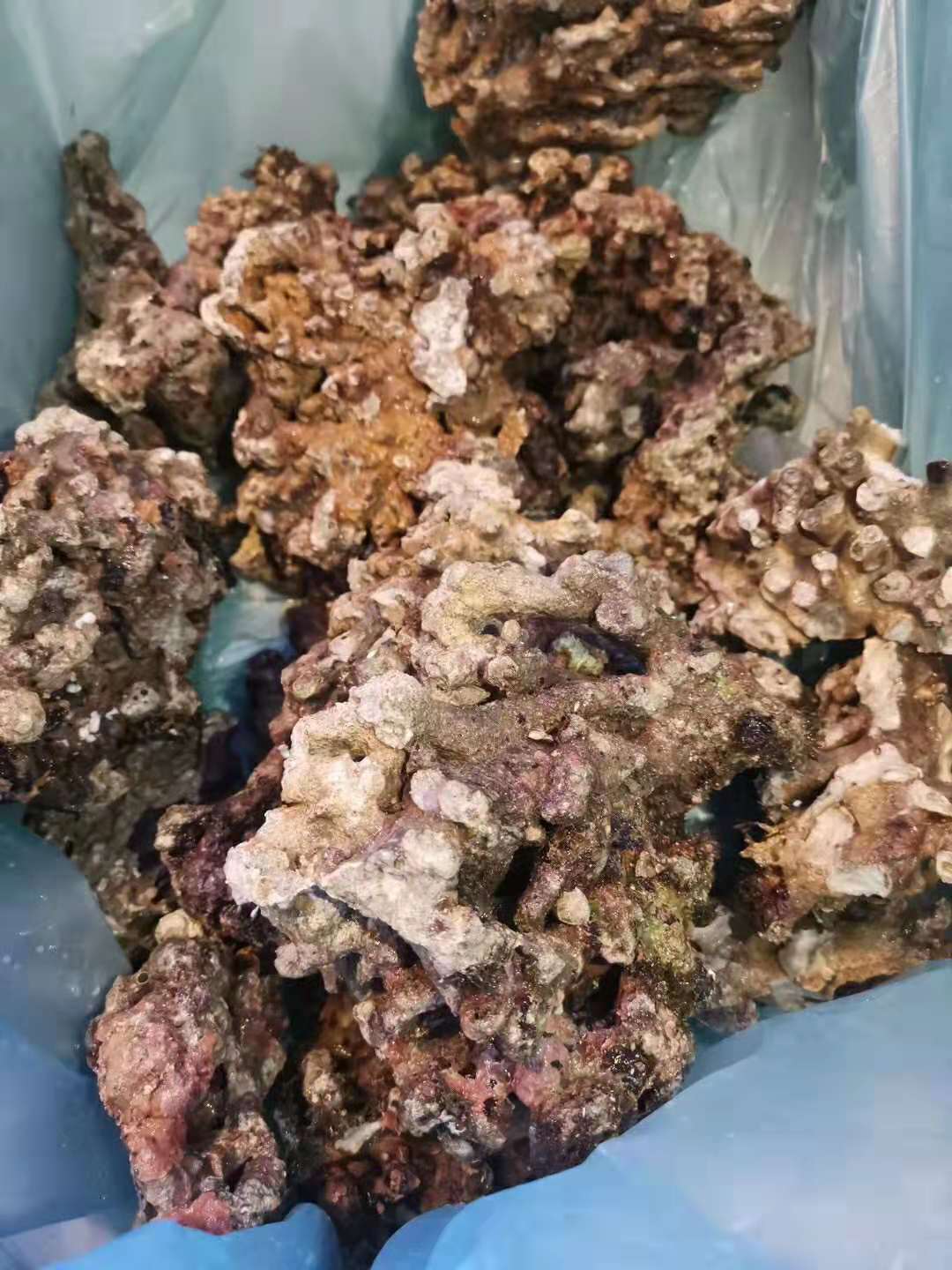 活石怎么处理才能入缸,活石处理成死石