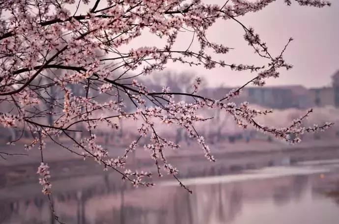 天津春天踏青好地方,天津武清踏青好去处