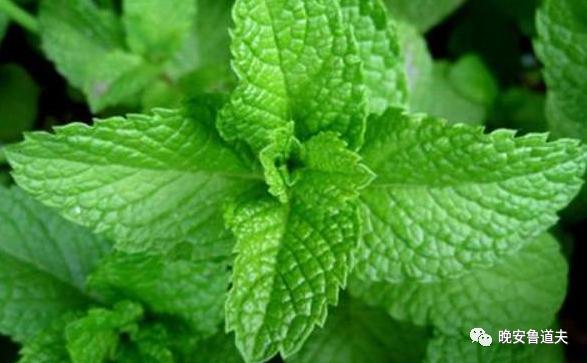 莫吉托周杰伦可以直接喝吗,周杰伦发布莫吉托有多轰动