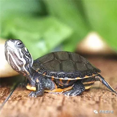 食用盐对龟缸有什么作用,龟用的盐