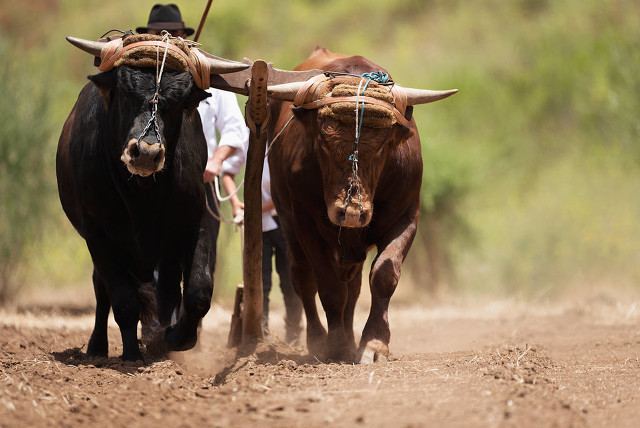 水牛很温顺吗,水牛比黄牛好养