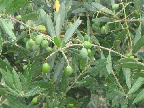 什么品种的橄榄树适合家庭种植,橄榄树种植条件要求