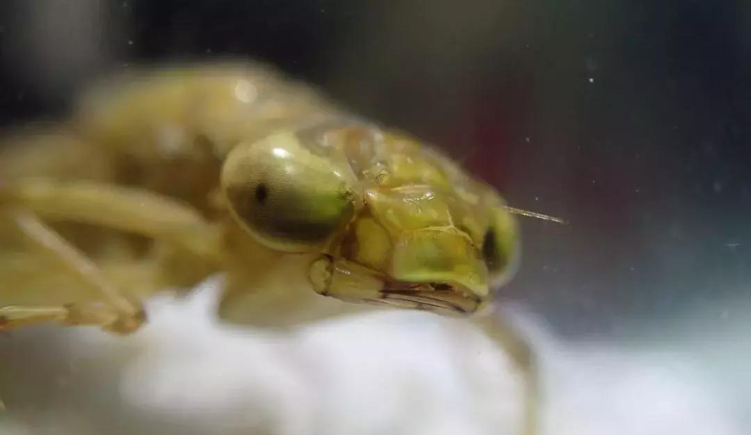 蜻蜓怕什么怎么赶走它,蜻蜓捕捉蚊子的过程