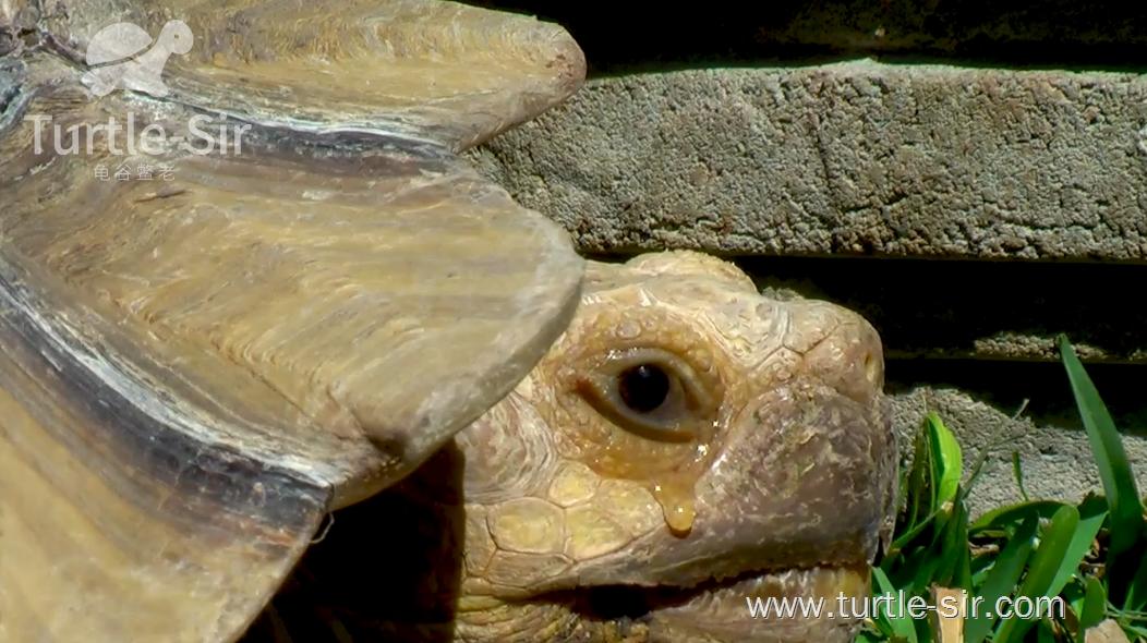 小伙子养了八年的乌龟生蛋了,养了6年巨型大乌龟终于下蛋了