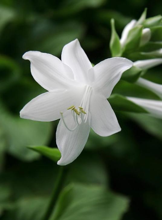 有关玉簪花的古诗词,古诗暗香的诗句