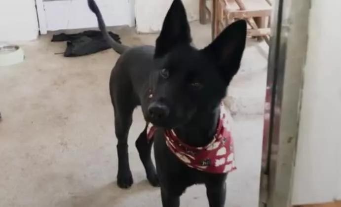 养狗是黑的好还是黄的好,养狗黑狗好吗