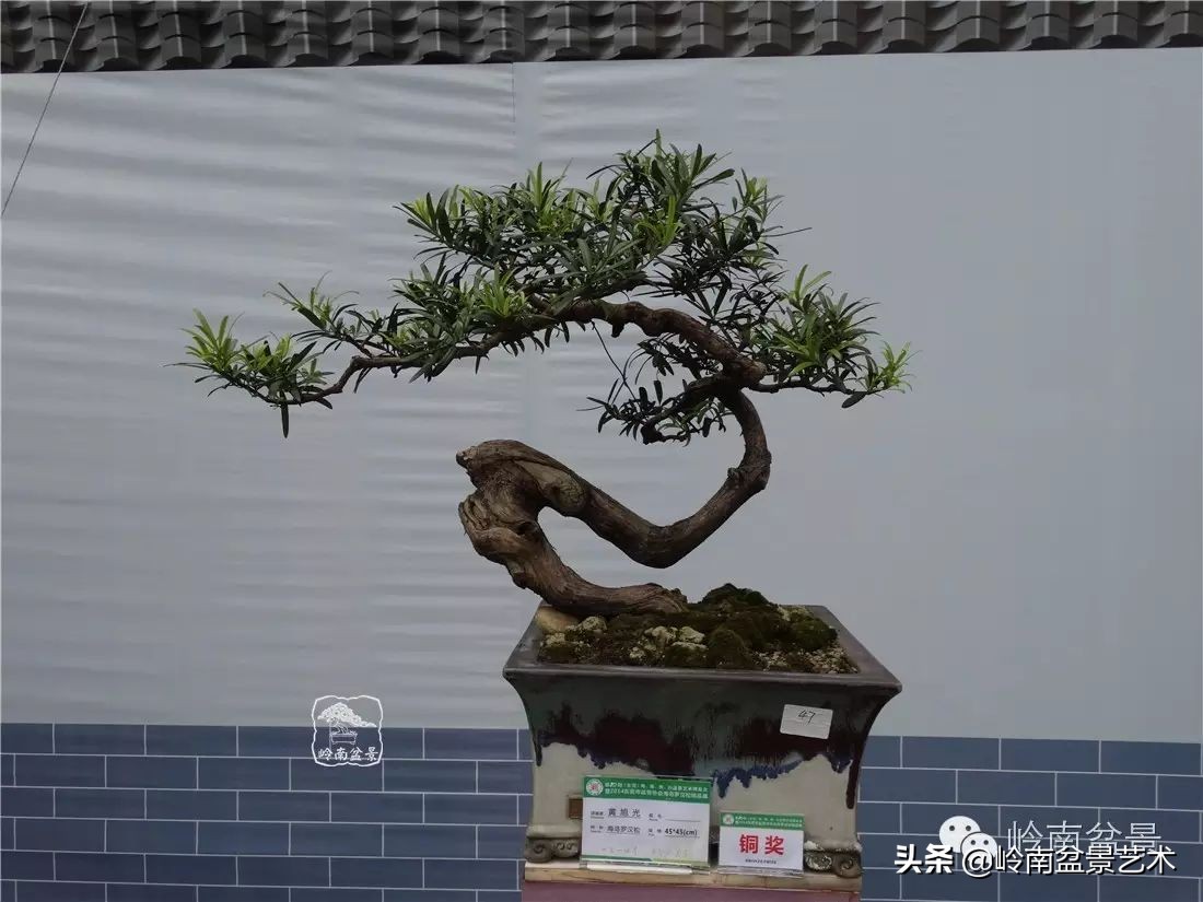 罗汉松盆景开运招财，非其莫属！清风雅韵，当之无愧！