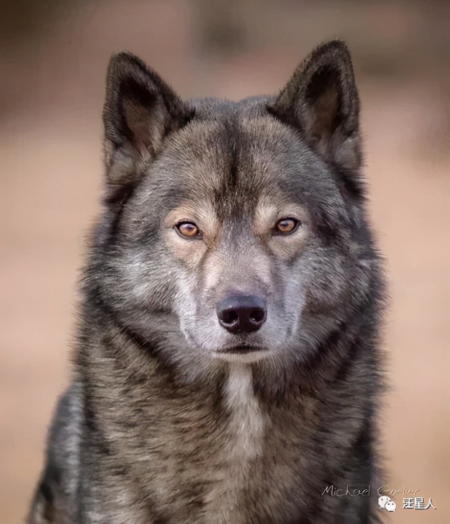 一只哈士奇都比人帅,一只哈士奇笑容跟我们人类一样