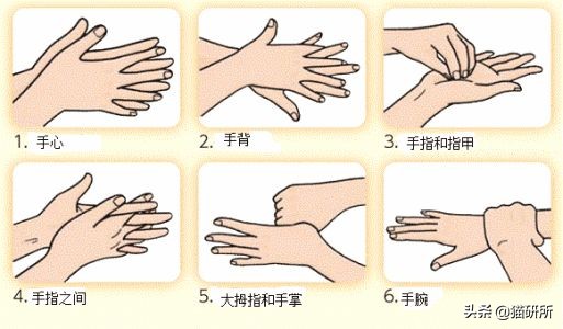 生肉如何处理喂猫,幼猫喂生肉的正确方法