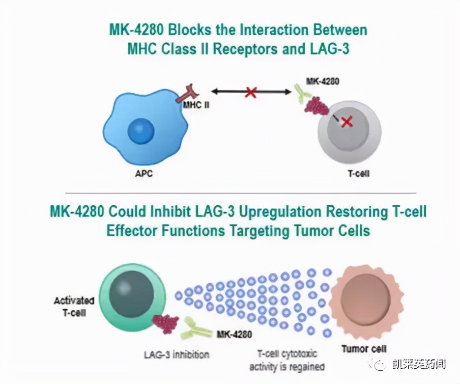聚焦药靶：LAG-3，肿瘤免疫治疗的又一场豪赌
