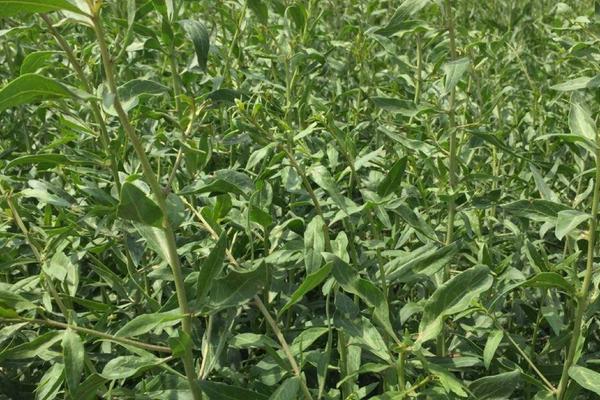 黑枸杞种植条件,黑枸杞种植的方法