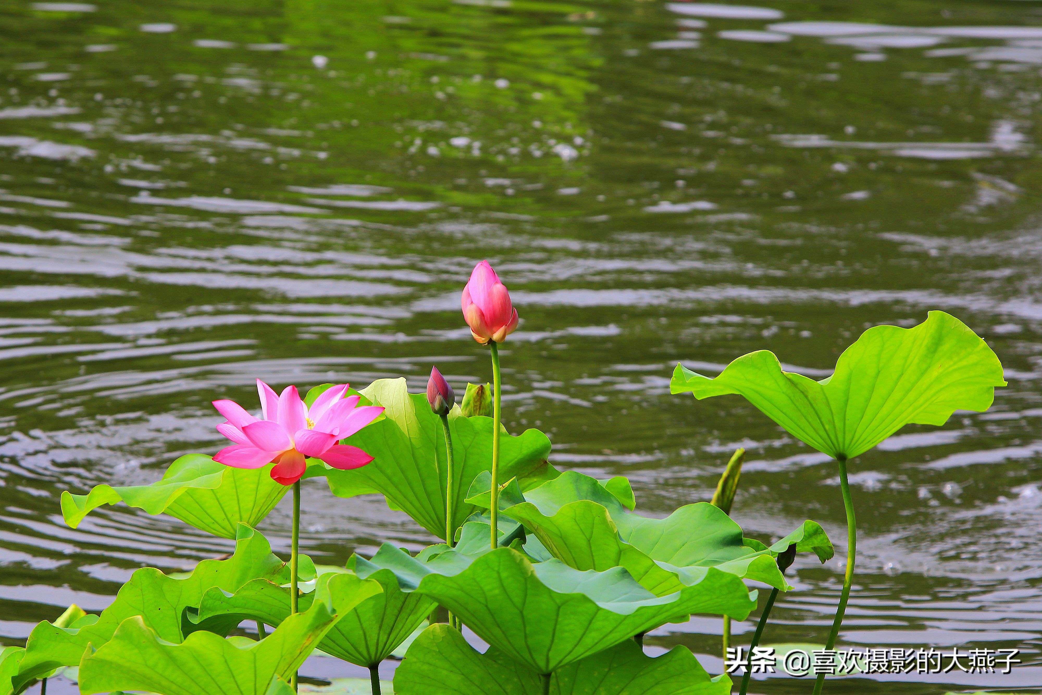 紫竹院京城景区,京城皇家御河紫竹院