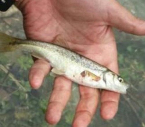 农村最好吃的十种鱼,盘点20种好吃又营养的常见鱼