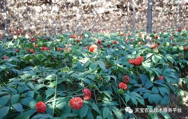 贵州道地药材最稀有野生名贵药材,道地药材有什么品种