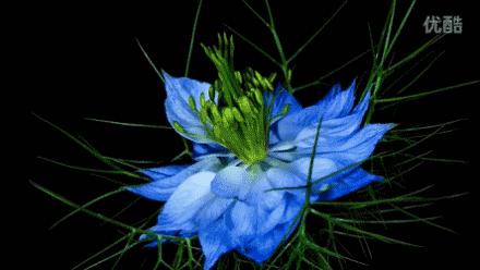 送你百花开放的瞬间动图！简直美呆了！