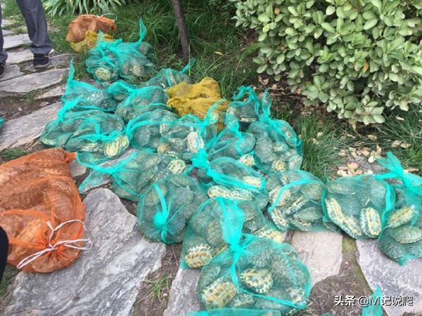 巴西龟为什么会成为宠物主流,巴西龟是世界上公认的生态杀手