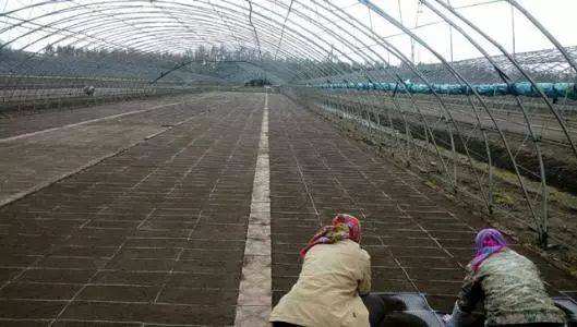 氰霜唑杀菌剂能防治水稻立枯病吗,水稻秧苗青枯病立枯病的补救措施