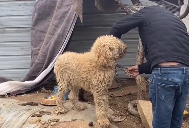 价值万元的巨贵犬，被用来看大棚，有些狗，真不适合在农村养