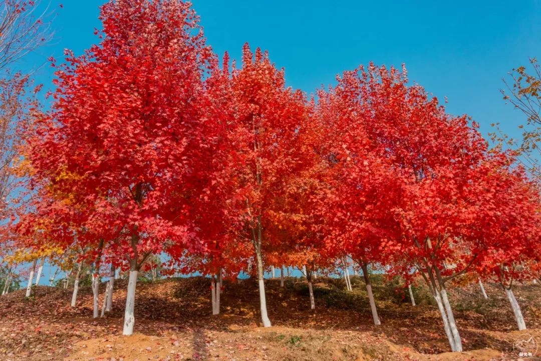 不输武大樱花，文华学院美“枫”了