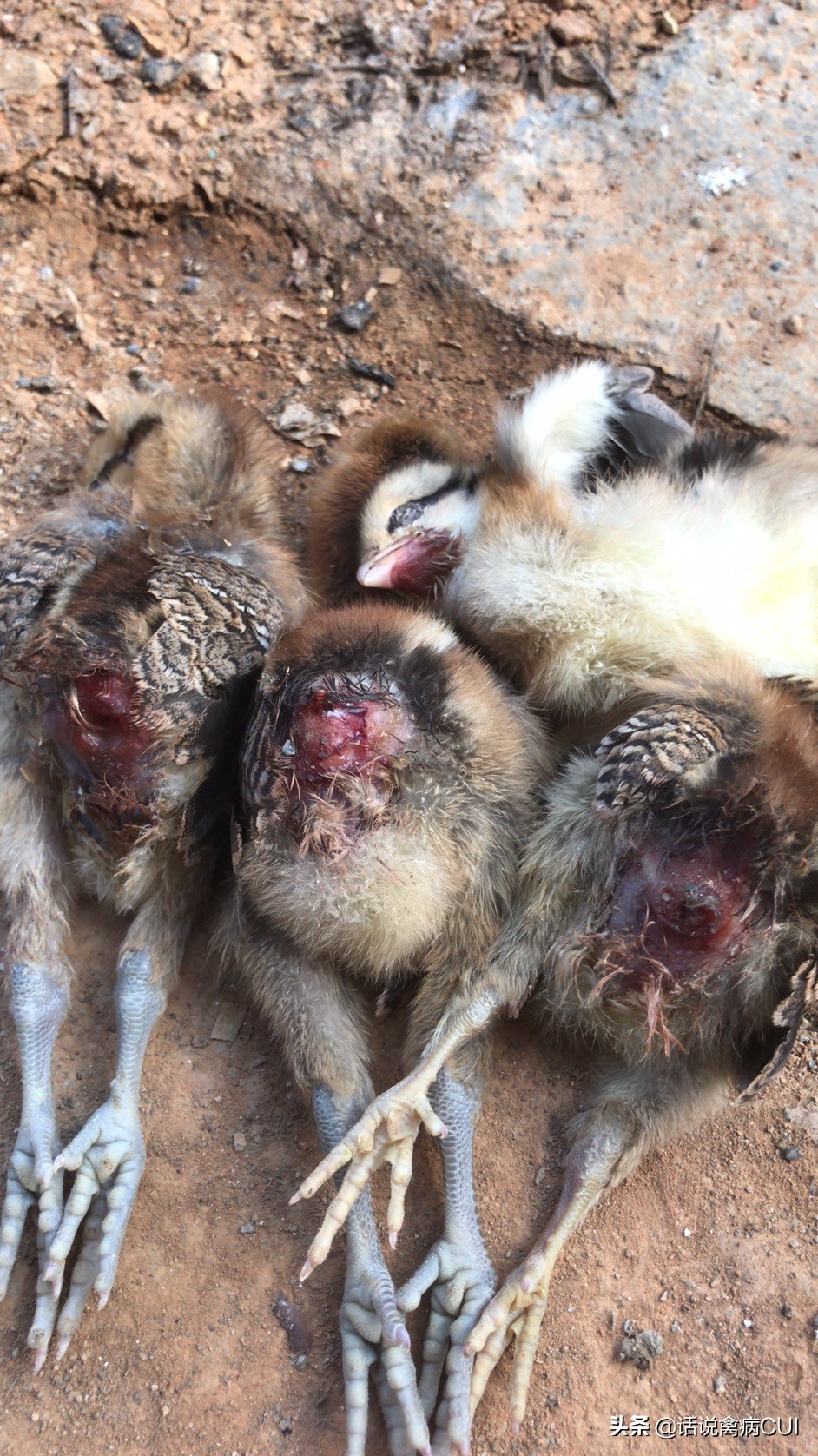 为什么小鸡在一起啄,小鸡苗总是互啄