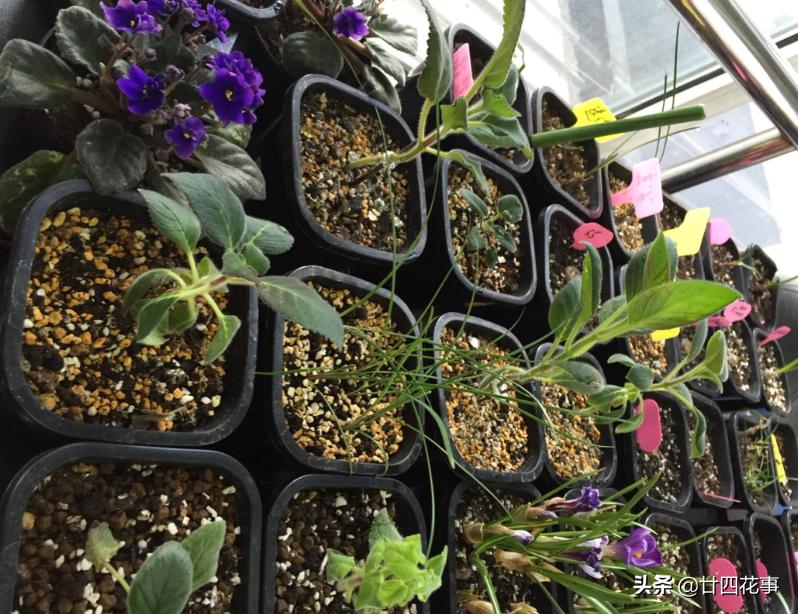 阳台太小了怎么养花,12平米阳台养什么花好