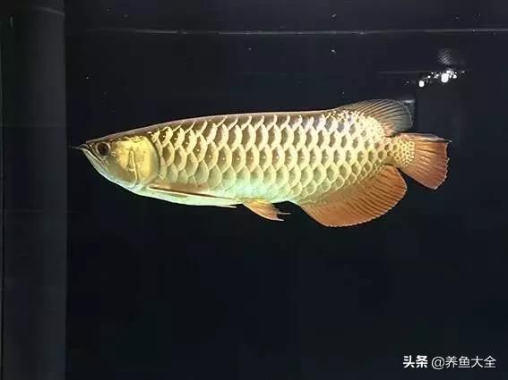 希望有着跟我一样折腾的鱼友,保持初心去对待自己的爱鱼