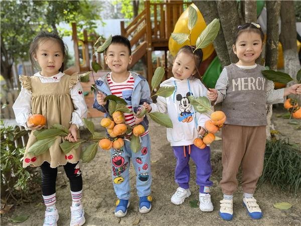 合肥市宿州路幼儿园:十月丰收秋味浓,香甜脆柿采摘忙