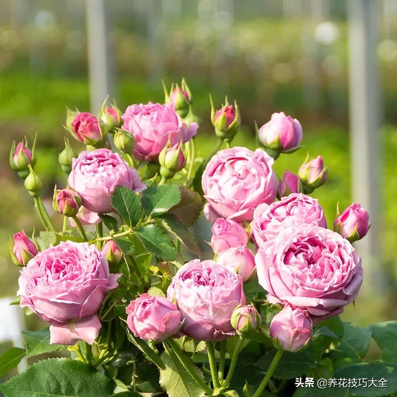 四季开花的月季又香又好养有几种,最漂亮10种盆栽月季