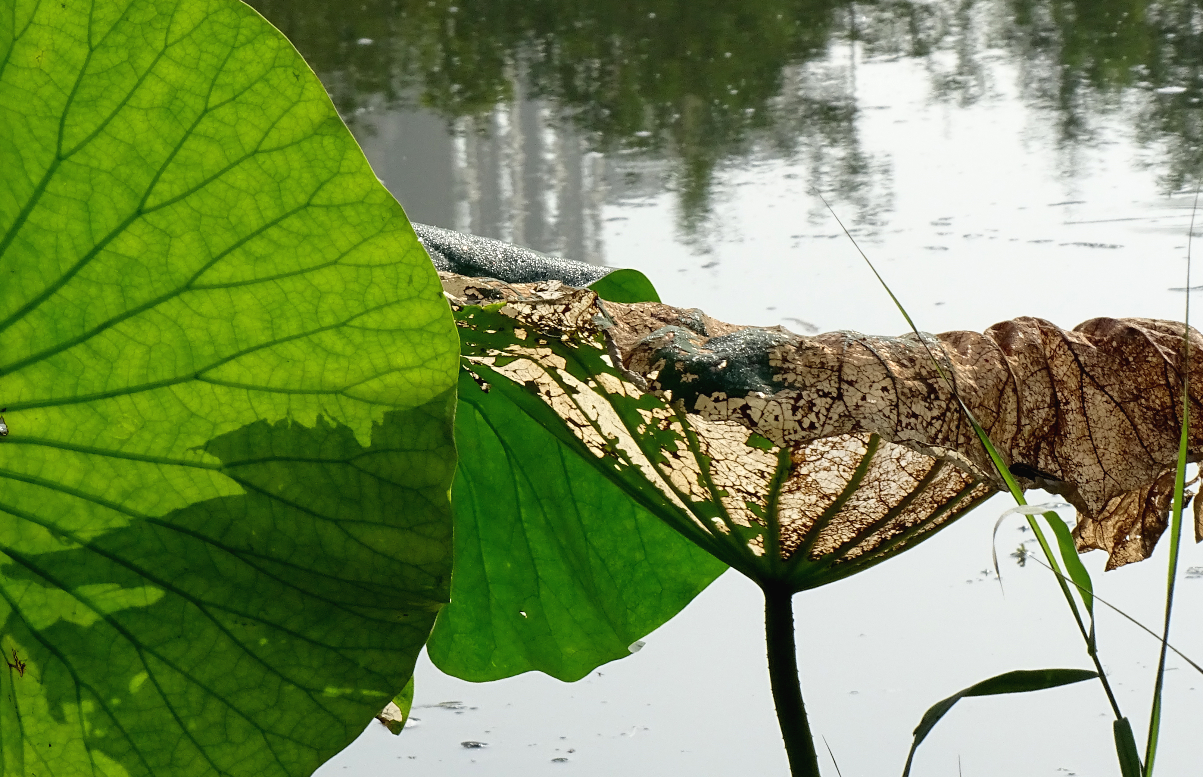 索尼dsc-hx400拍飞机效果,索尼dsc-hx400照片调色