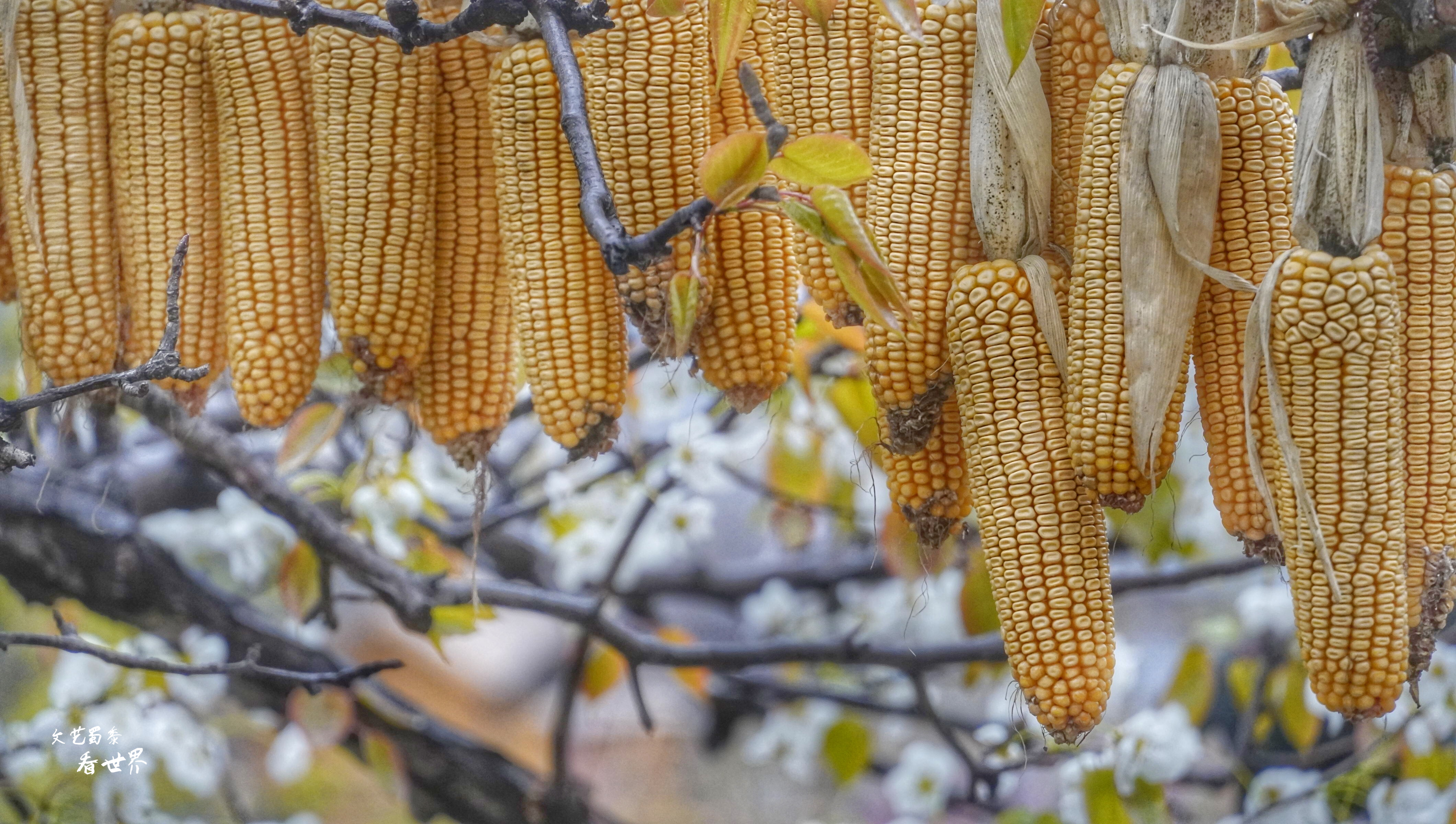 因《舌尖上的中国》而为人所知，刚刚的四月飞雪又让它美成了仙境