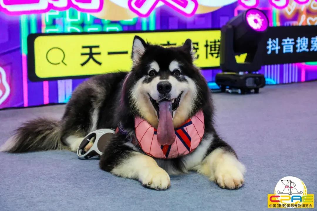 第二届天一重庆国际宠博会,宠博会重庆2020