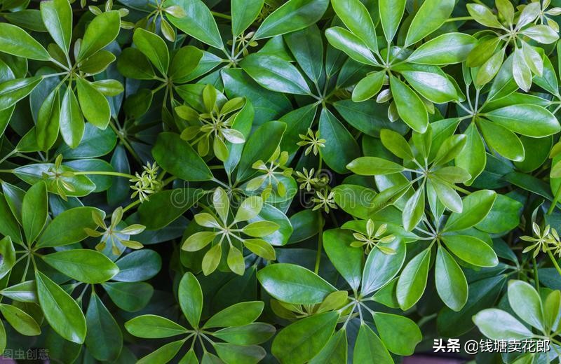 鸭掌木叶子耷拉了怎么补救,鸭掌木叶子耷拉变软是什么原因