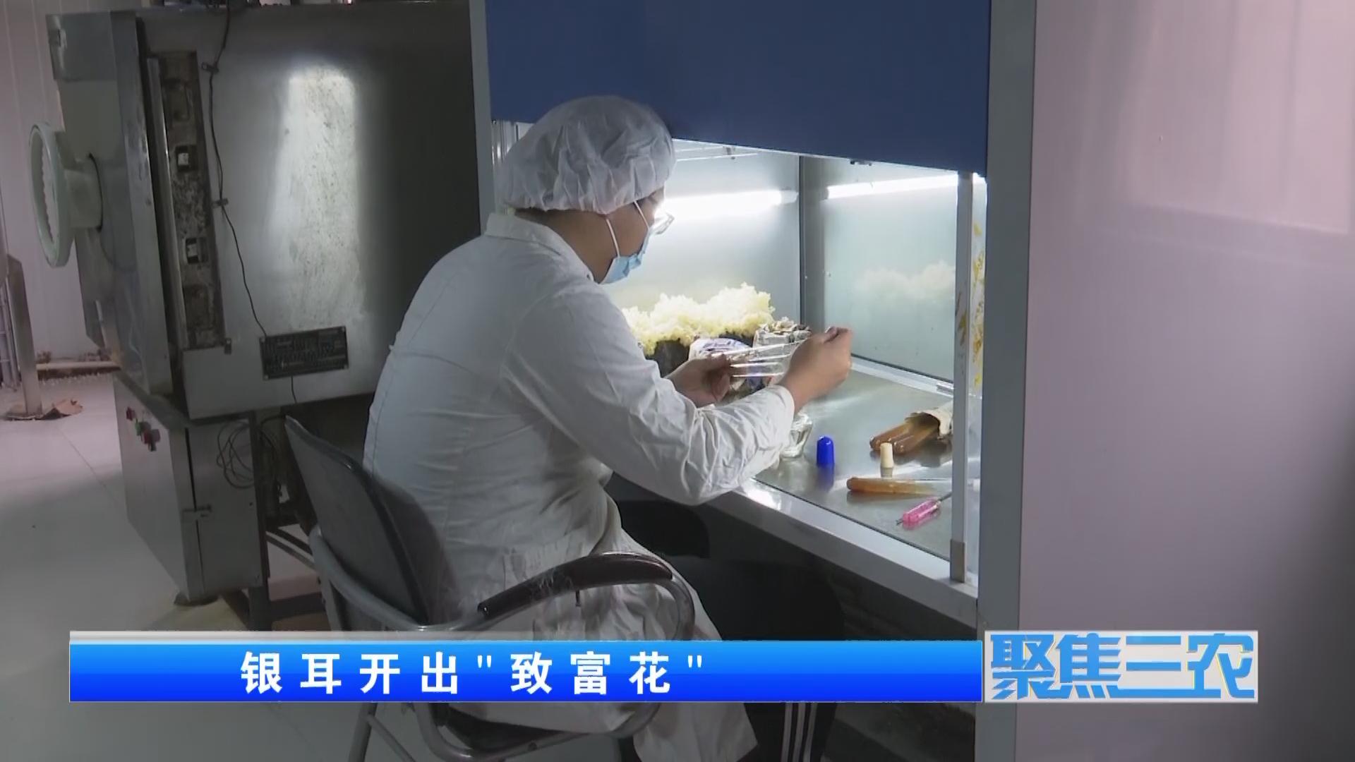 聚焦三农种植蔬菜致富,福建古田银耳栽培致富事例