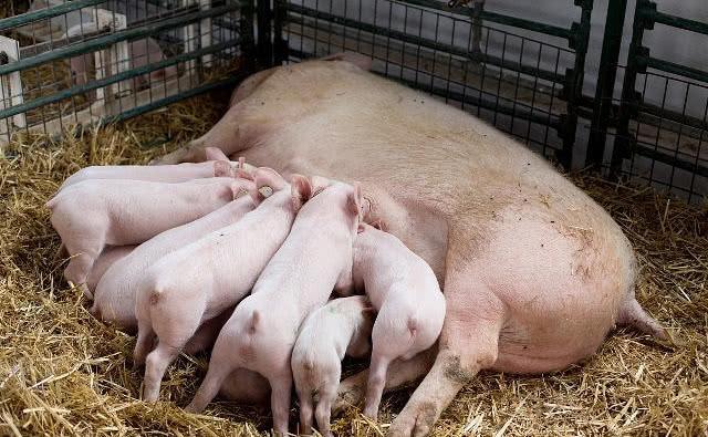 现在农村养猪出路如何,现在农村养猪挣钱吗