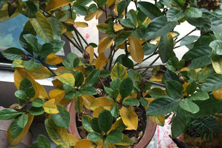 栀子花黄叶掉花苞该怎么办,栀子花几种黄叶现象