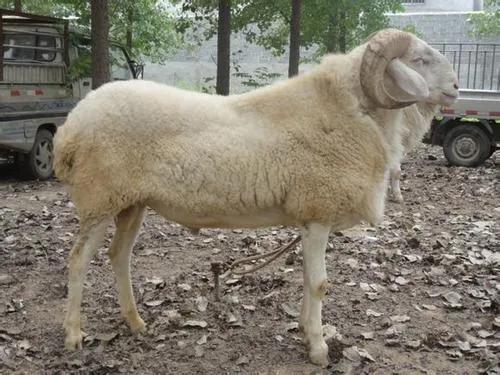 养羊养1000只羊一年能挣多少钱,养羊怎样利润最大