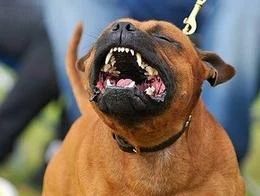 狗狗脾气不好老打架,狗狗脾气不好一急就咬人