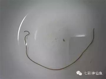 儿童肠道寄生虫症状,预防肠道寄生虫课件