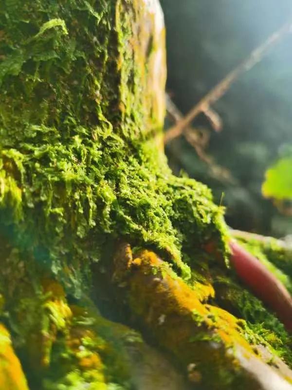 星月五指山料和毛感料区别,海南毛感星月介绍