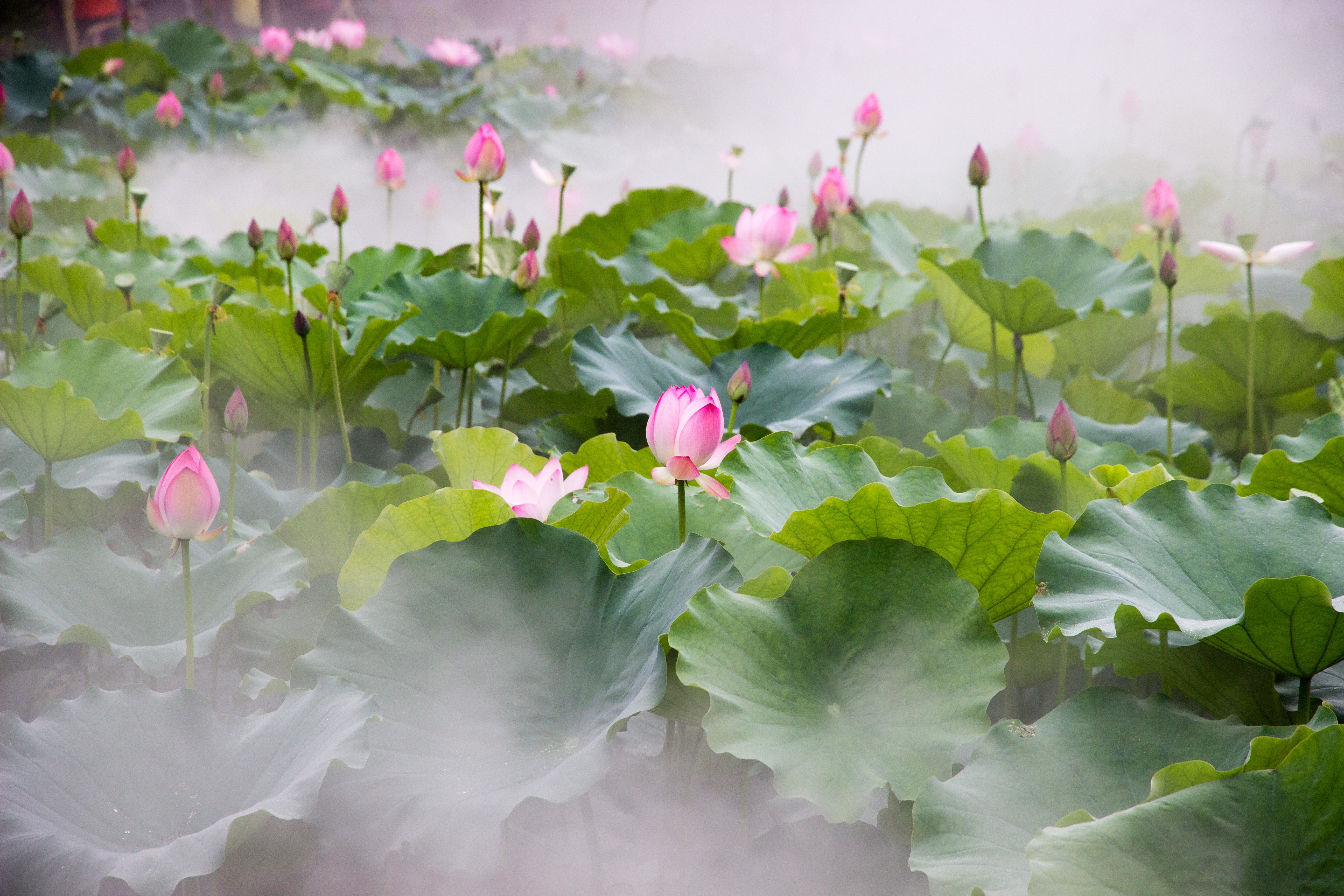 美人如花 花自放歌——三年级古诗《采莲曲》品读