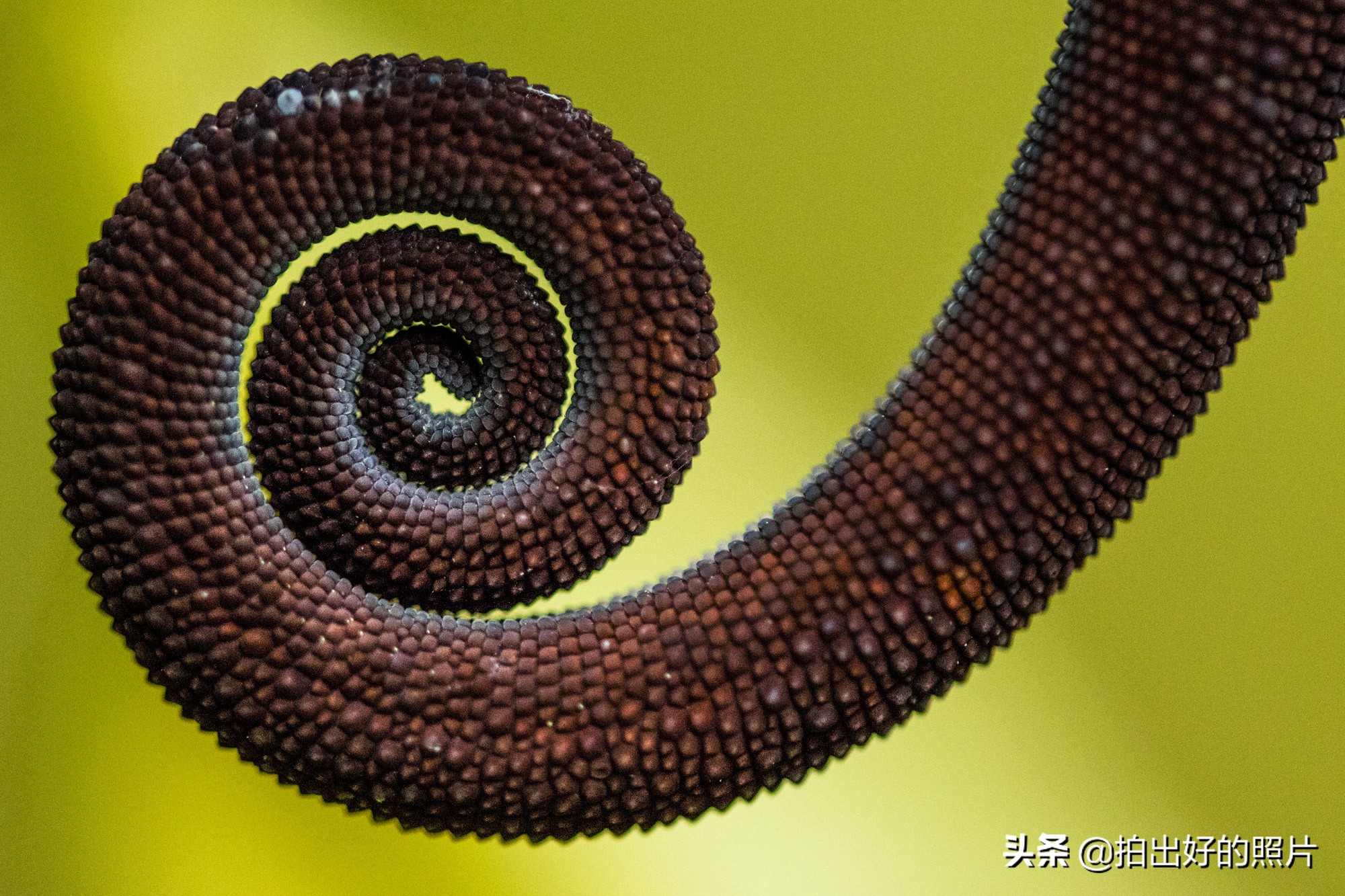 拍摄微距照片有什么技巧,微距摄影都拍什么