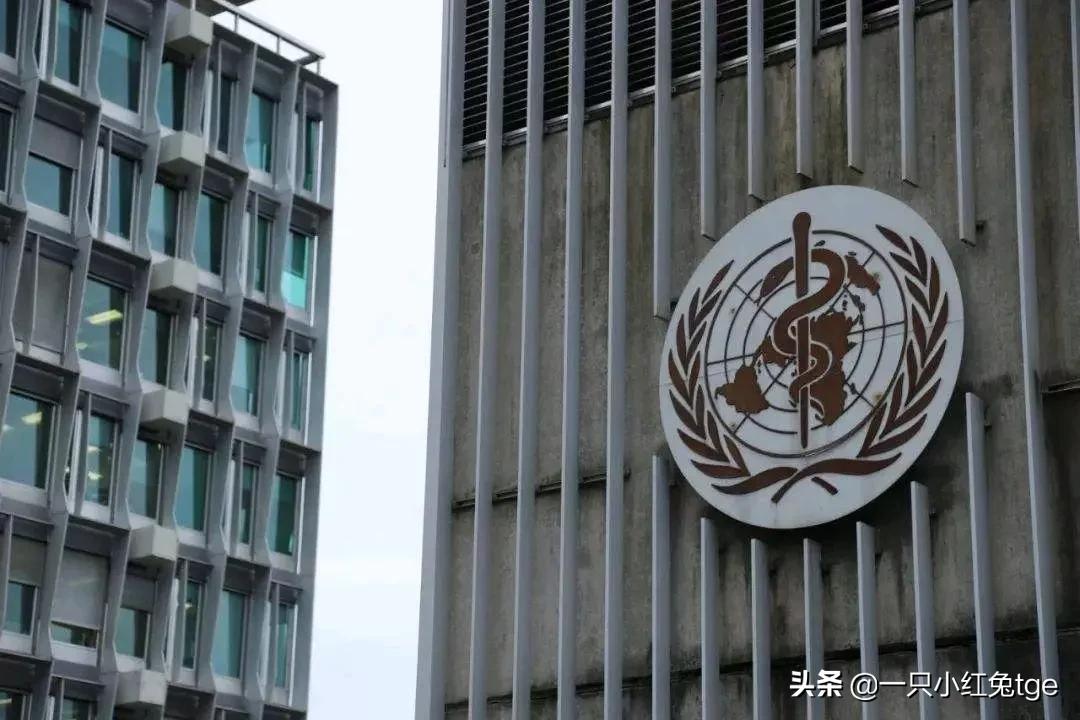 那些年给兔子整装备的西方国家「4」:瑞士