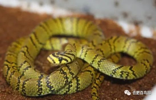 蛇如何升级为龙,可以升级的蛇